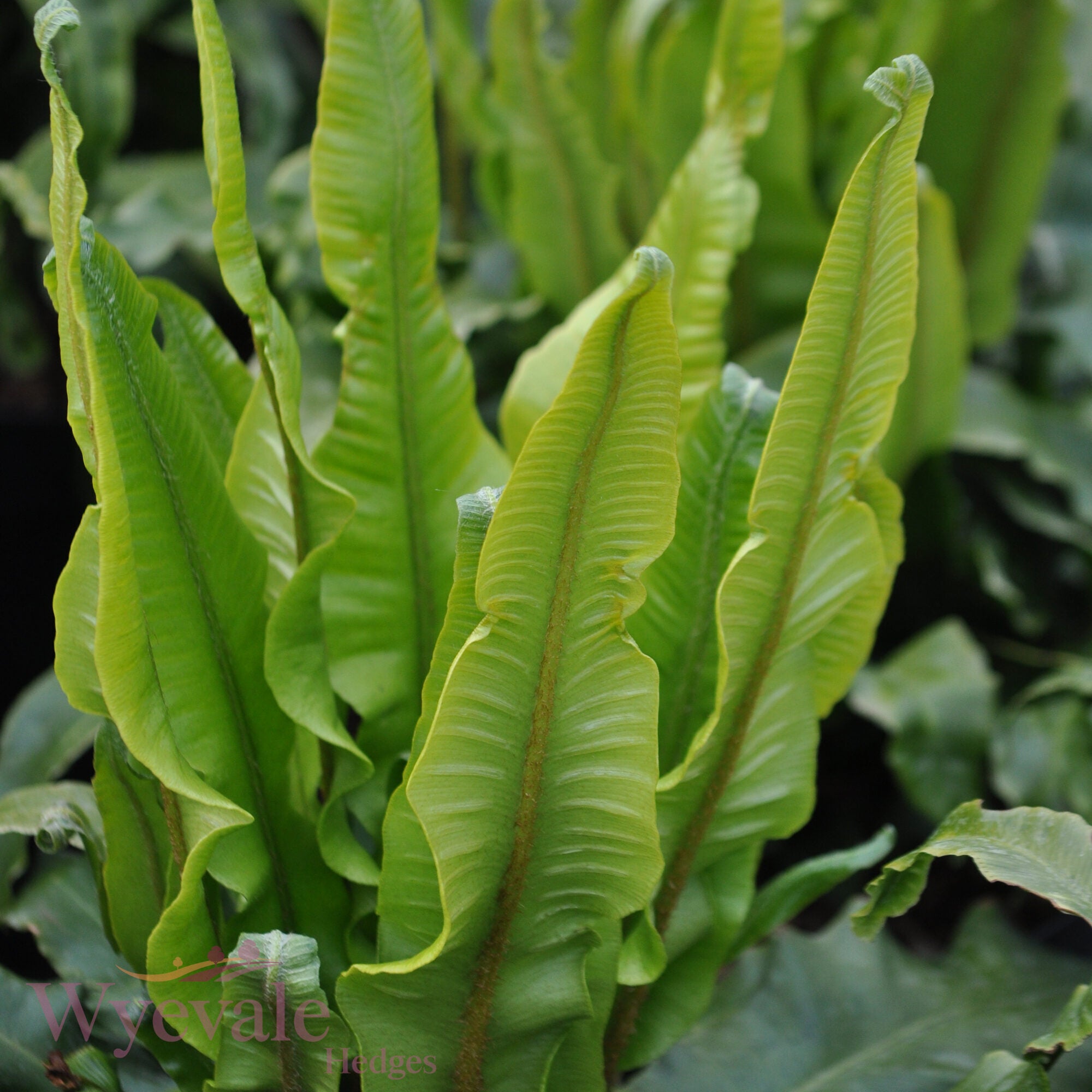 Asplenium scolopendrium (Hart's tongue fern)