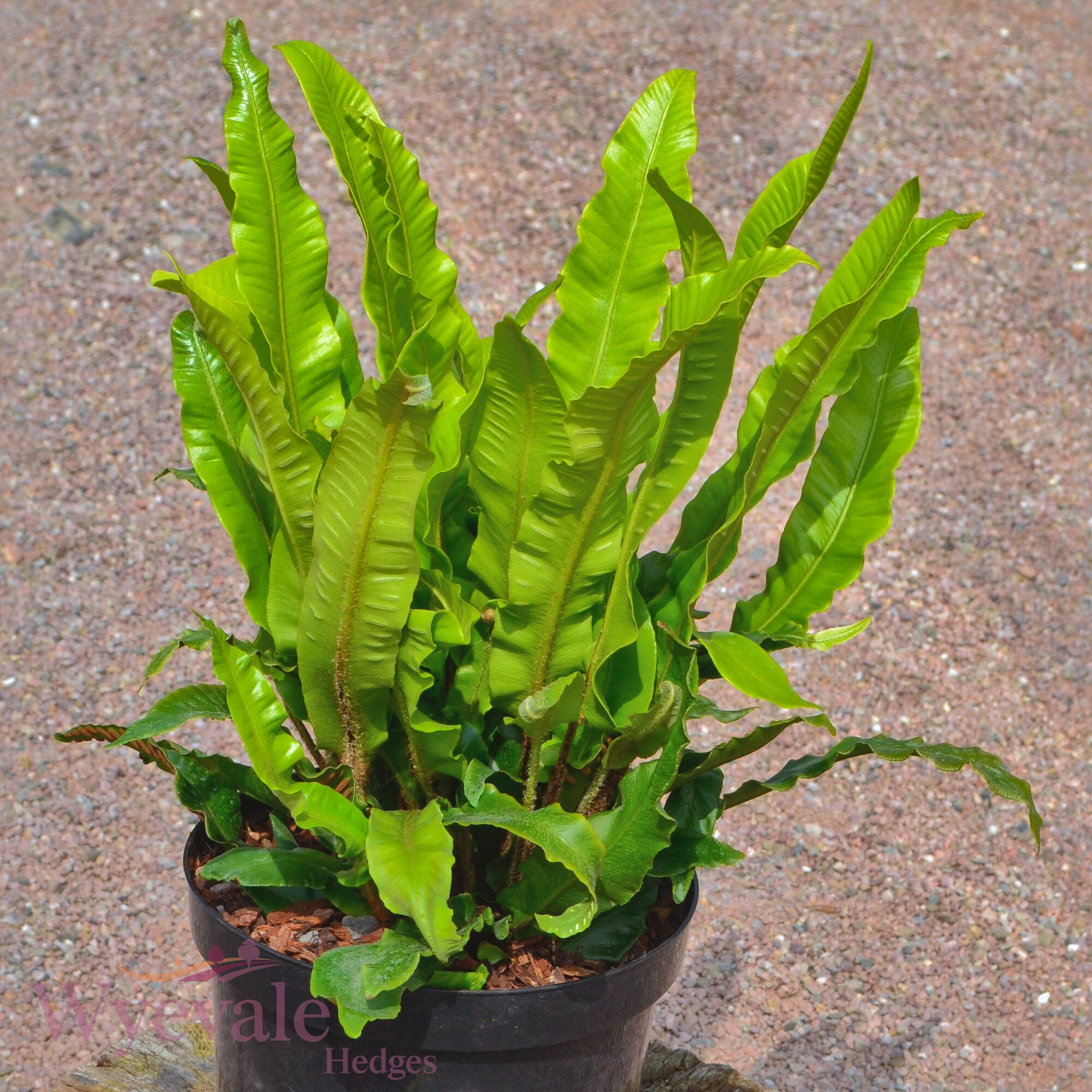 Asplenium scolopendrium (Hart's tongue fern)