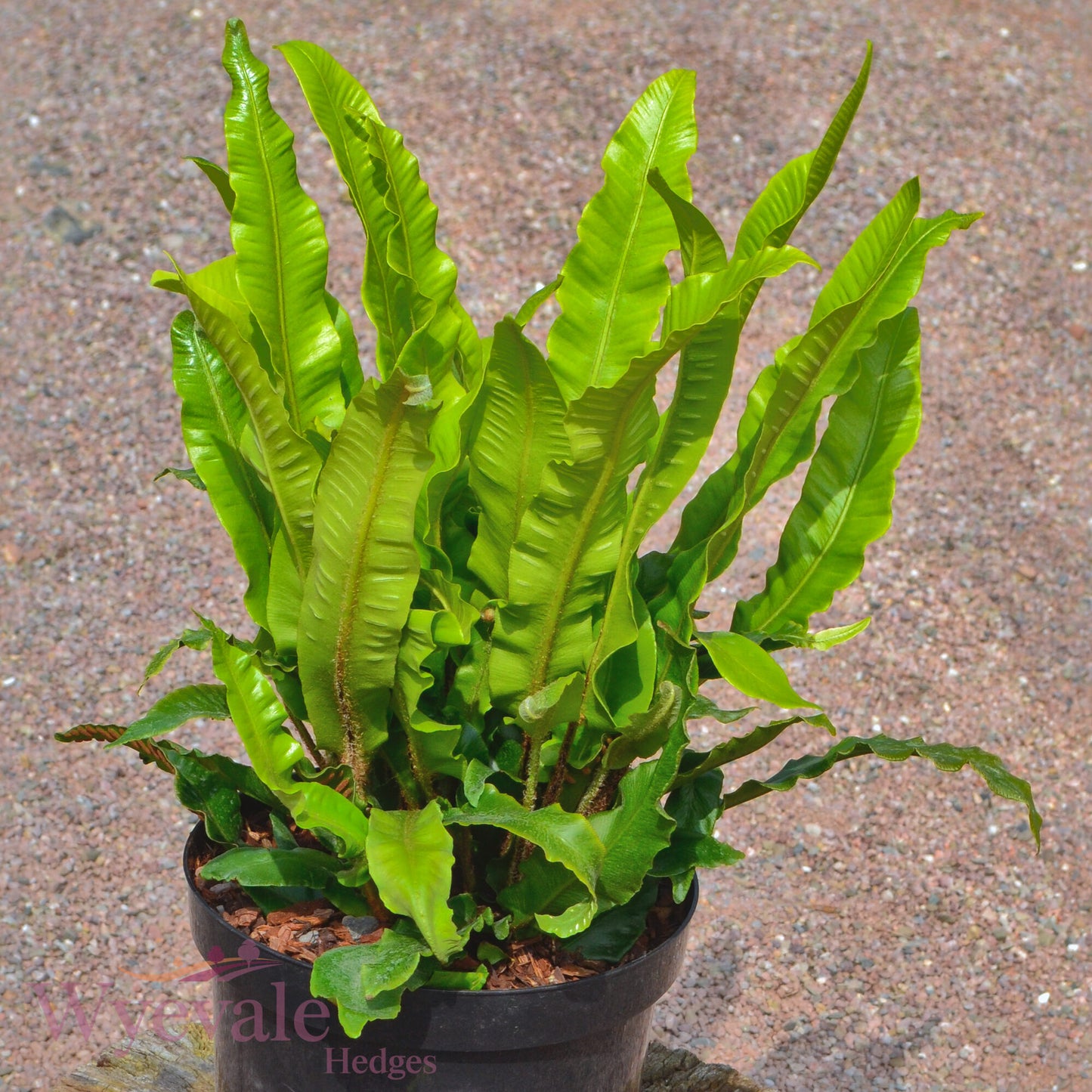 Asplenium scolopendrium (Hart's tongue fern)