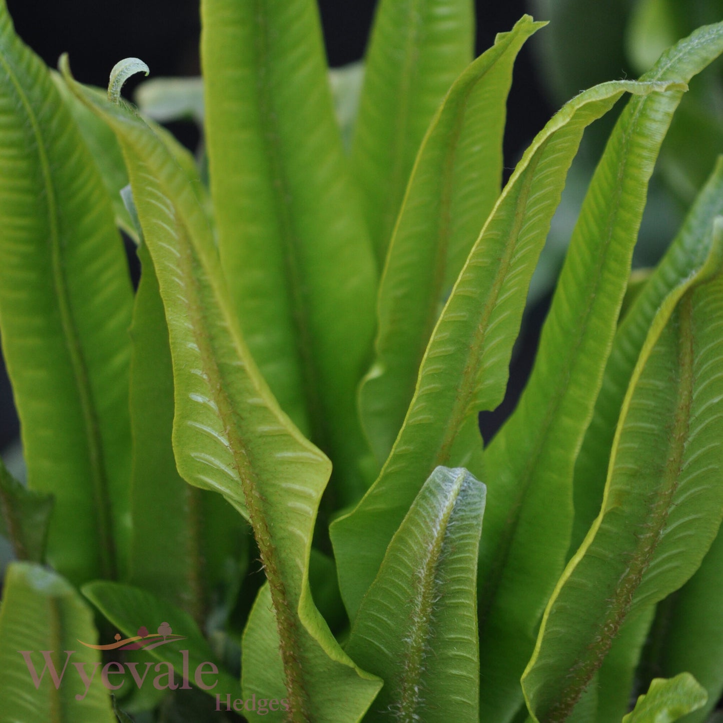 Asplenium scolopendrium (Hart's tongue fern)