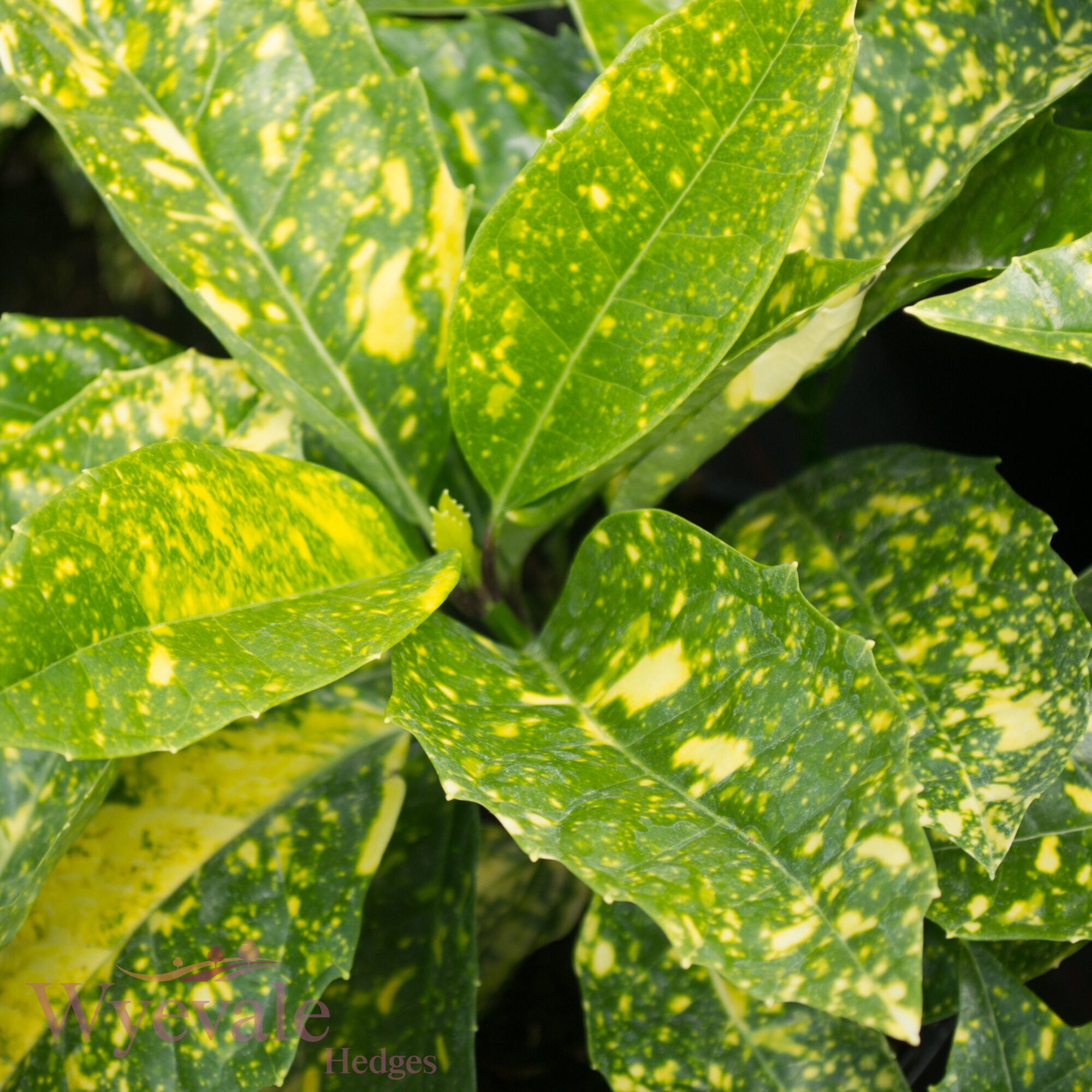 Aucuba japonica (Spotted Laurel) 'Crotonifolia'