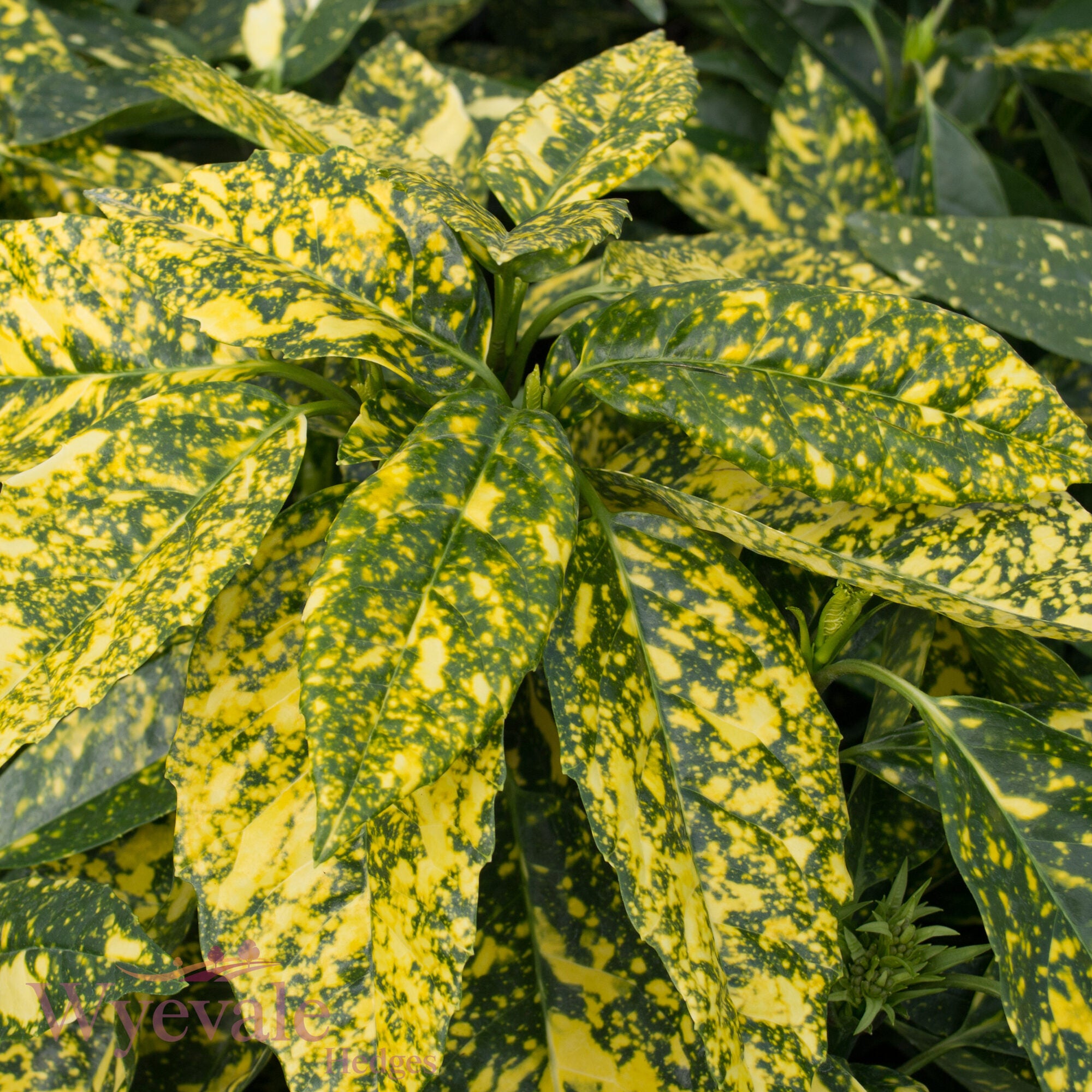 Aucuba japonica (Spotted Laurel) 'Crotonifolia'