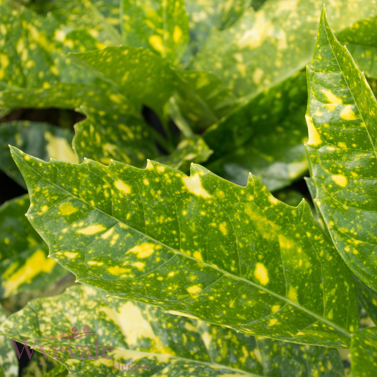 Aucuba japonica (Spotted Laurel) 'Crotonifolia'
