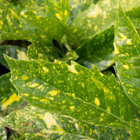Aucuba japonica (Spotted Laurel) 'Crotonifolia'