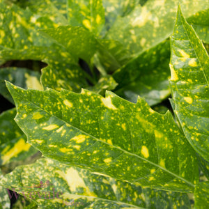 Aucuba japonica (Spotted Laurel) 'Crotonifolia'