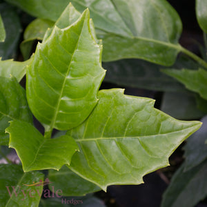 Aucuba japonica (Japanese Laurel) 'Rozannie'