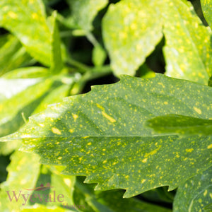 Aucuba japonica (Spotted Laurel) 'Variegata'
