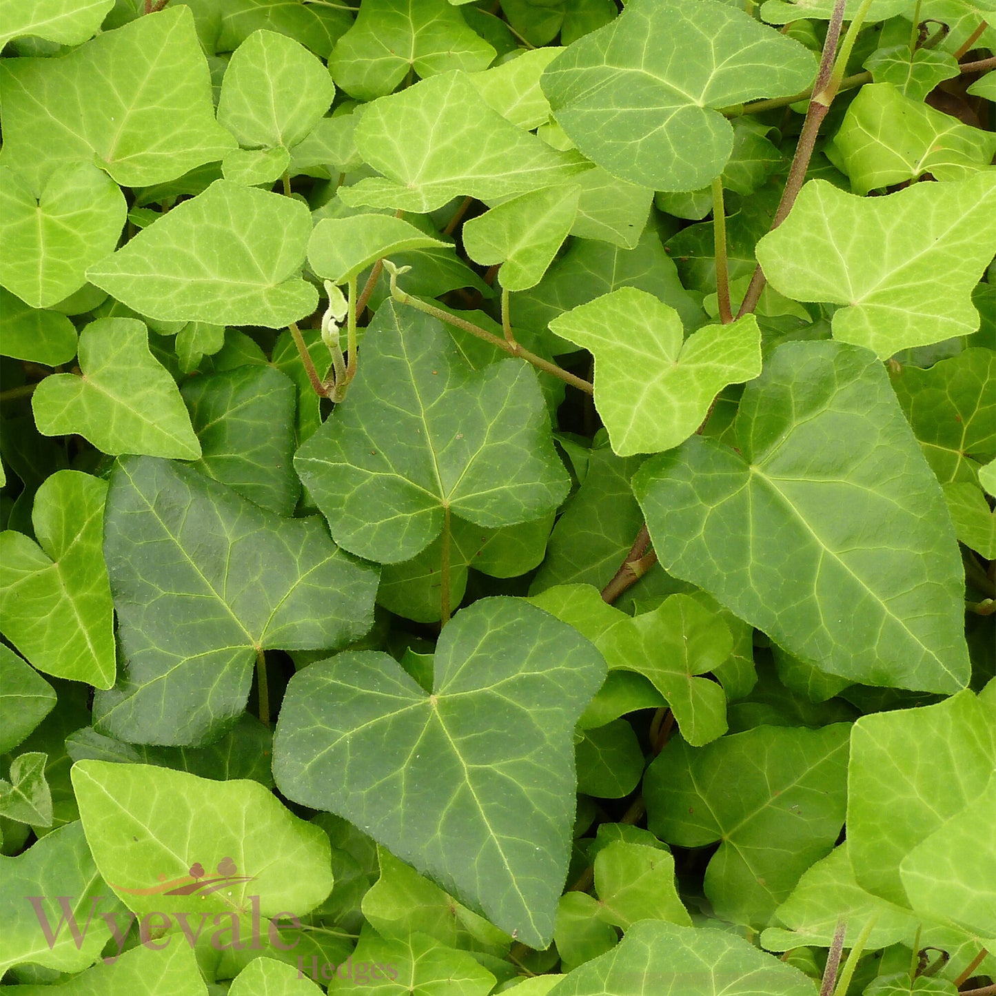 Hedera algeriensis (Algerian Ivy) 'Bellecour'
