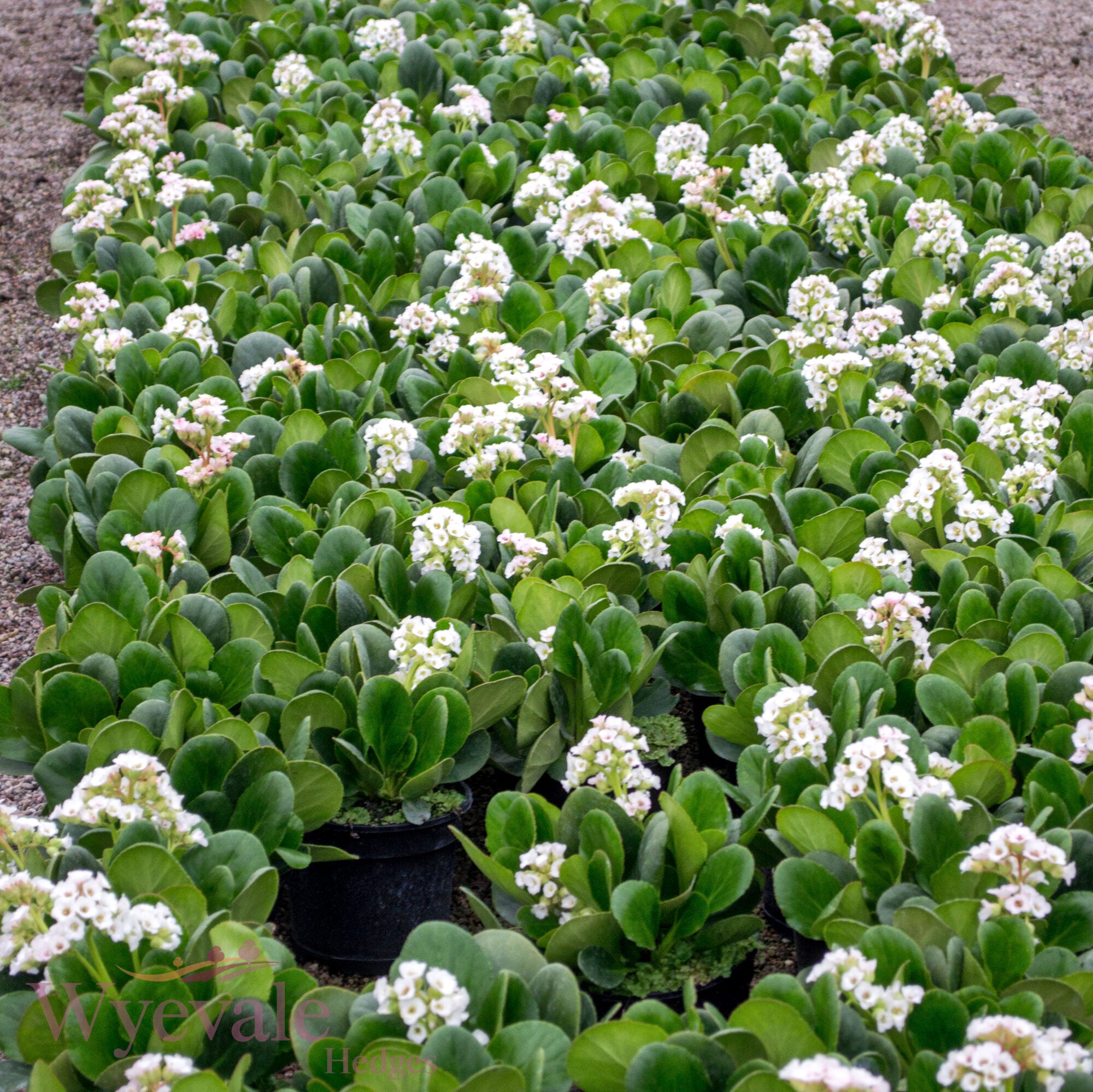 Bergenia (Elephant's ears) 'Diamond Drops'