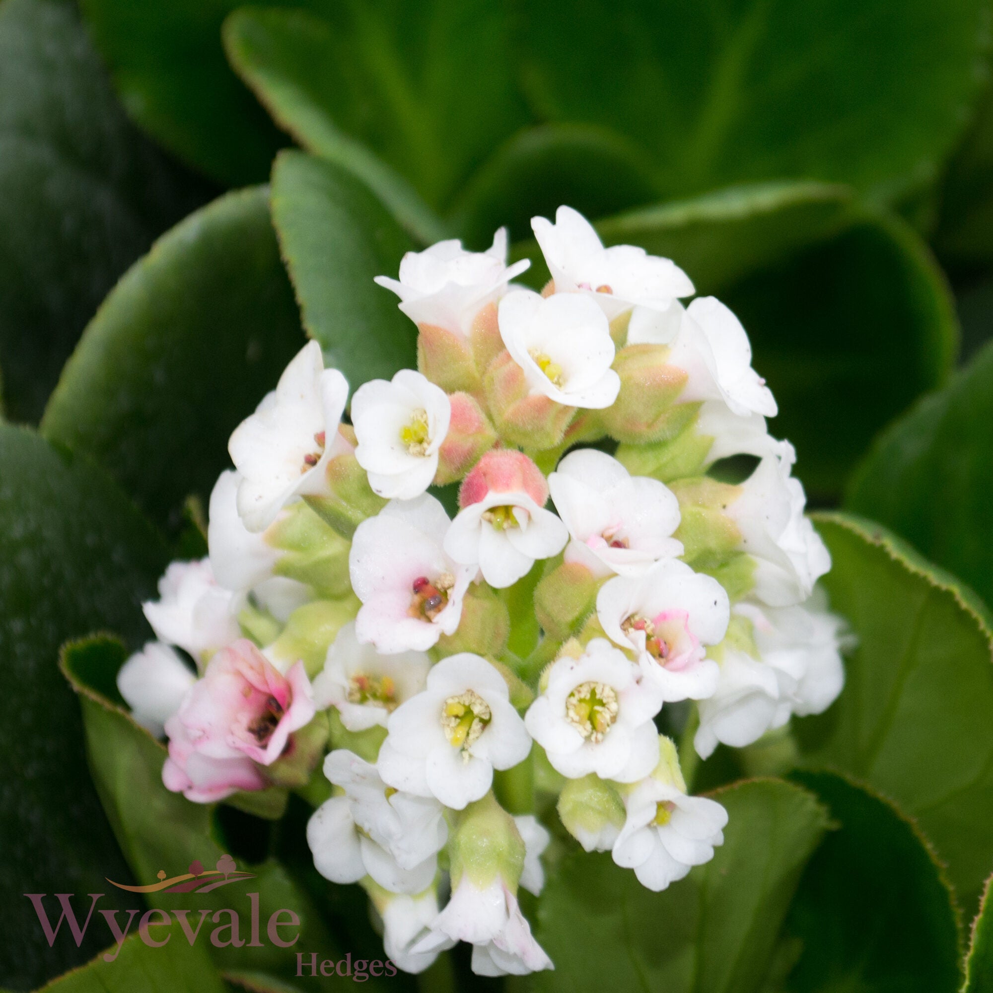 Bergenia (Elephant's ears) 'Diamond Drops'