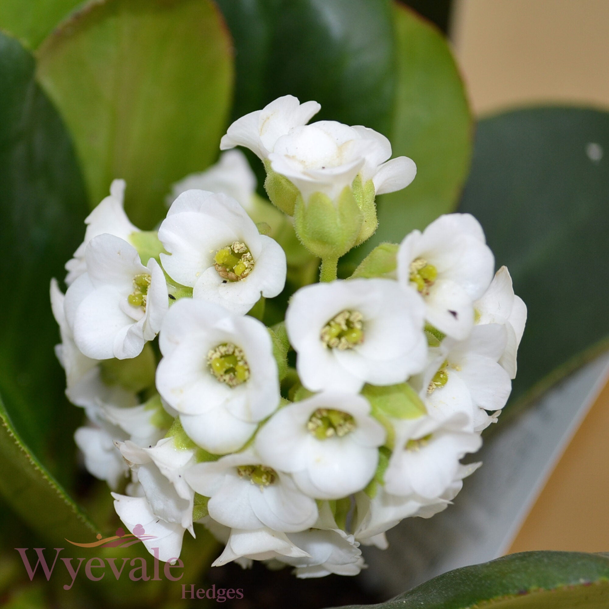 Bergenia (Elephant's ears) 'Diamond Drops'