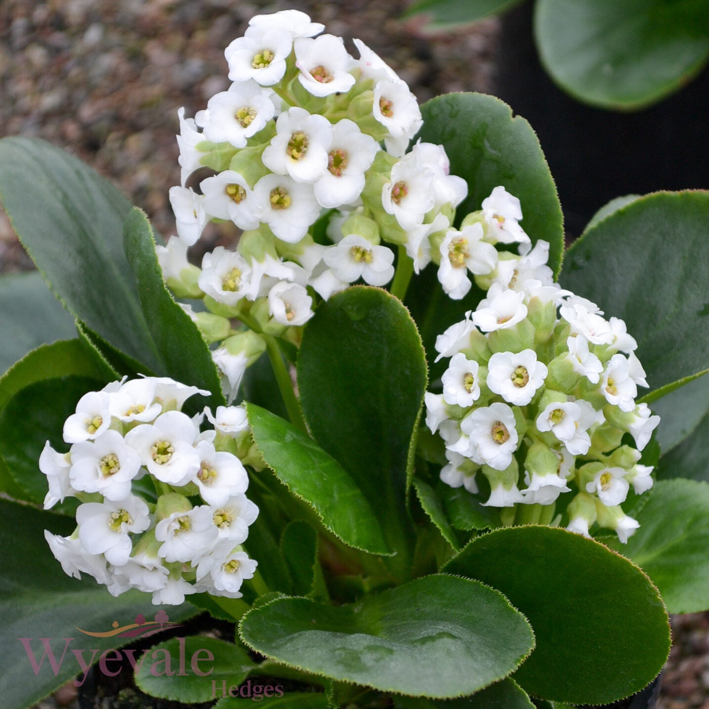 Bergenia (Elephant's ears) 'Diamond Drops'
