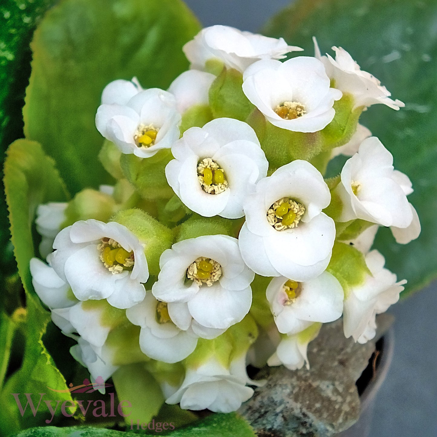 Bergenia (Elephant's ears) 'Diamond Drops'