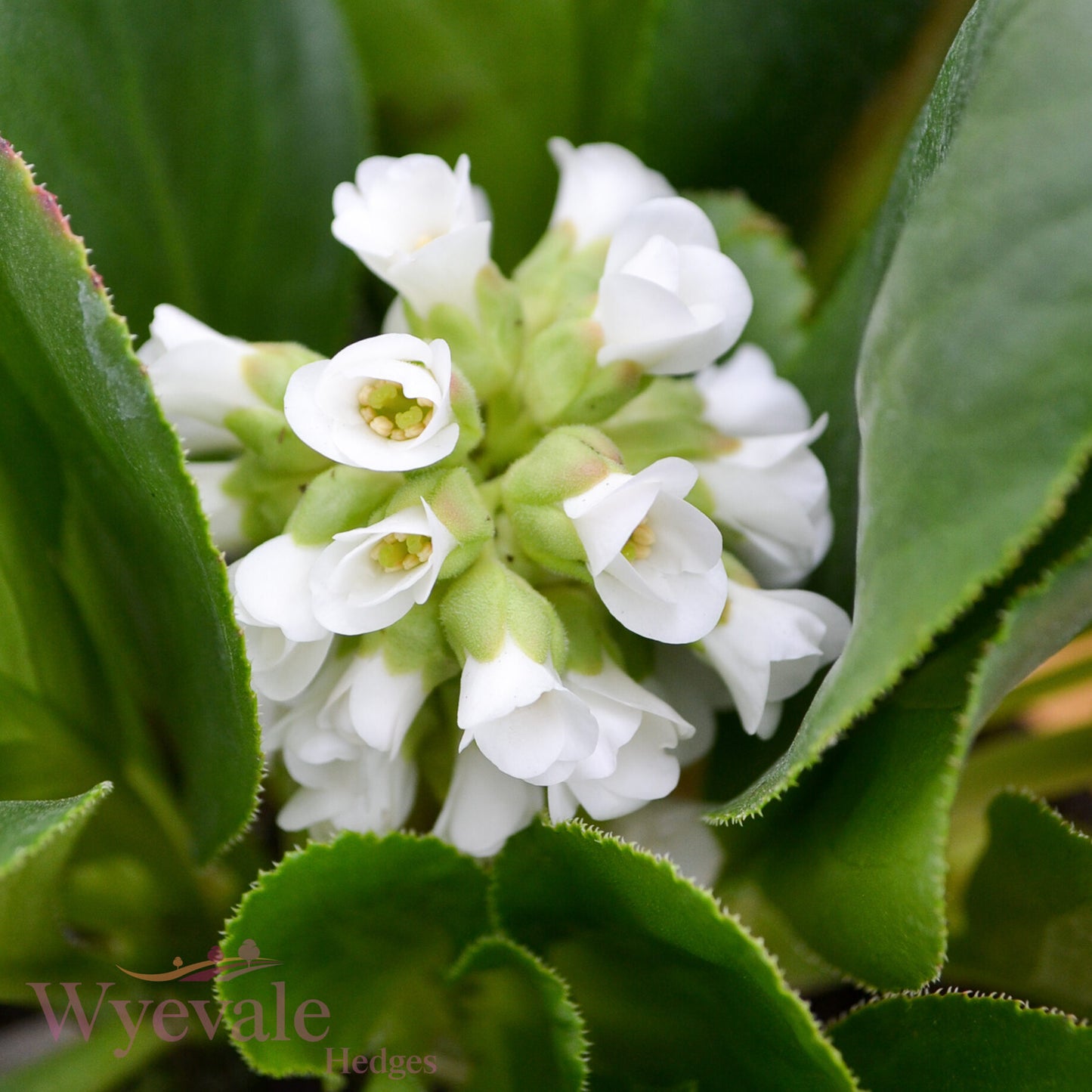 Bergenia (Elephant's ears) 'Diamond Drops'
