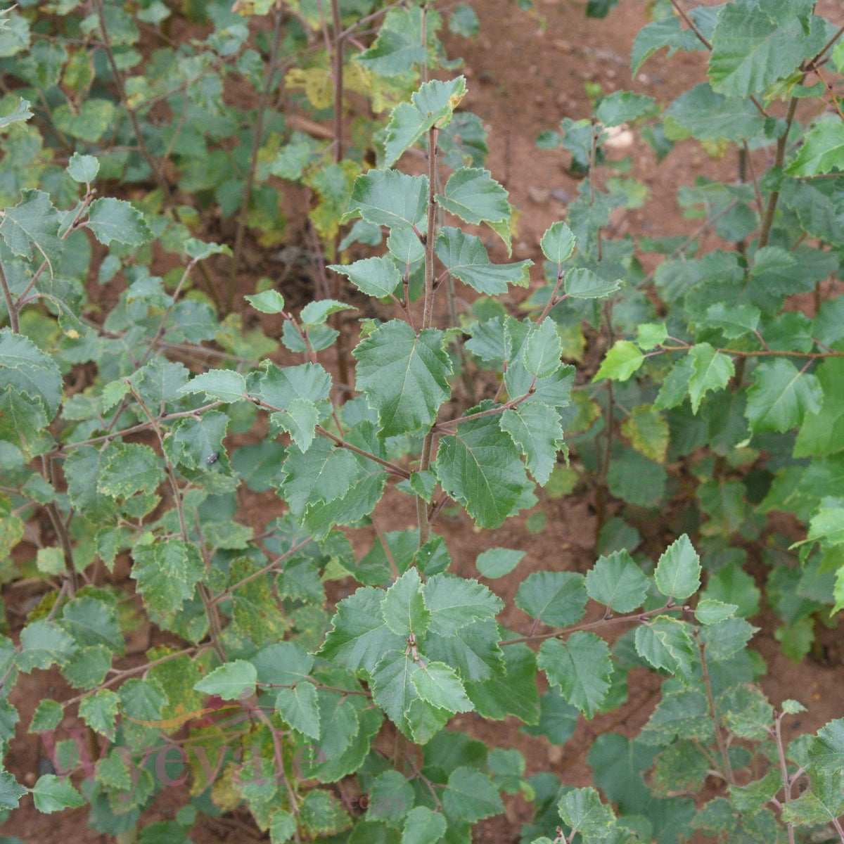 Betula pubescens (Downy Birch) 2 Year Transplant (Pack of 25)