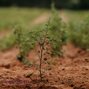 Bareroot Betula pubescens (Downy Birch)