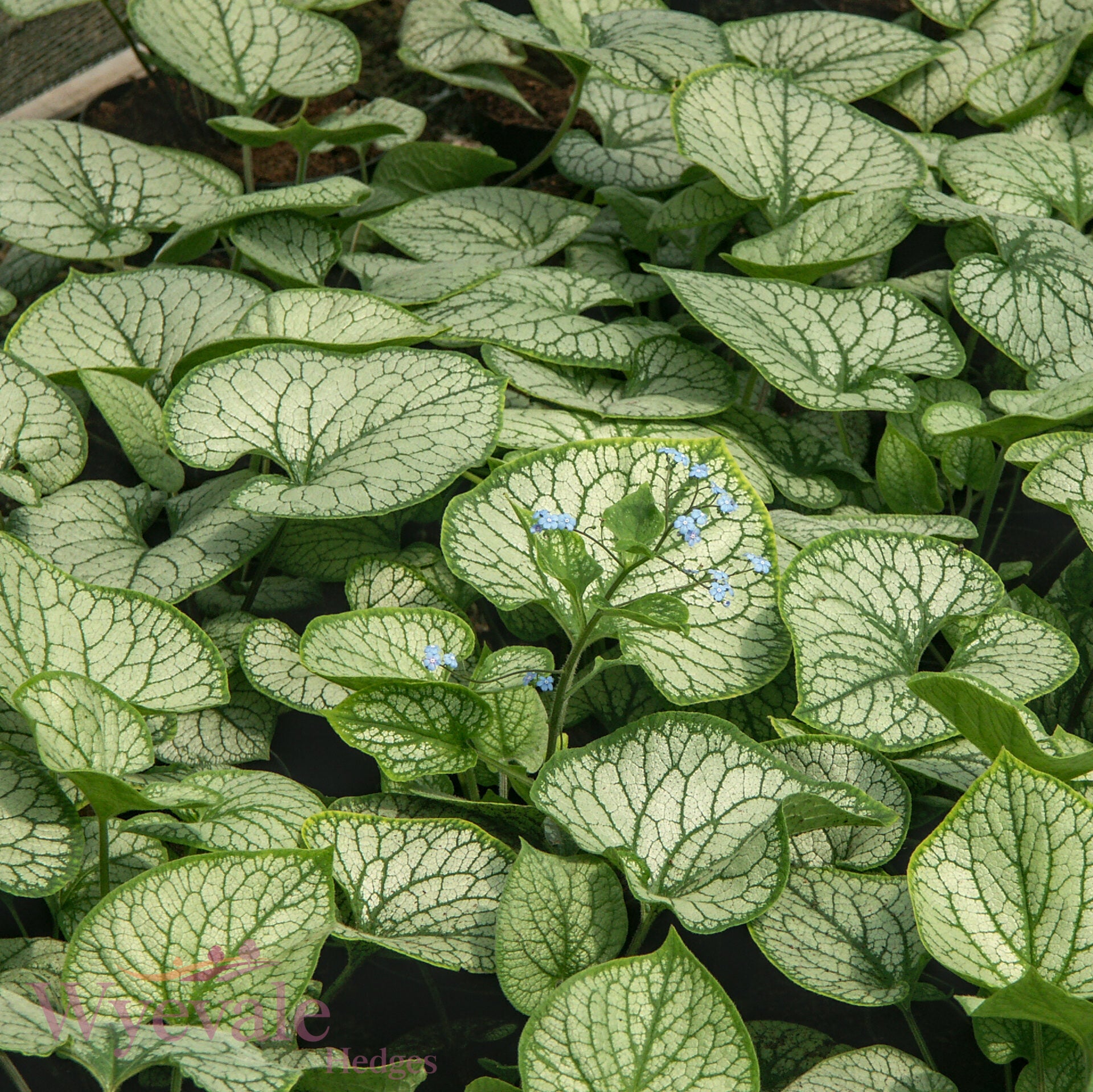 Brunnera macrophylla (Siberian Bugloss) 'Jack Frost'