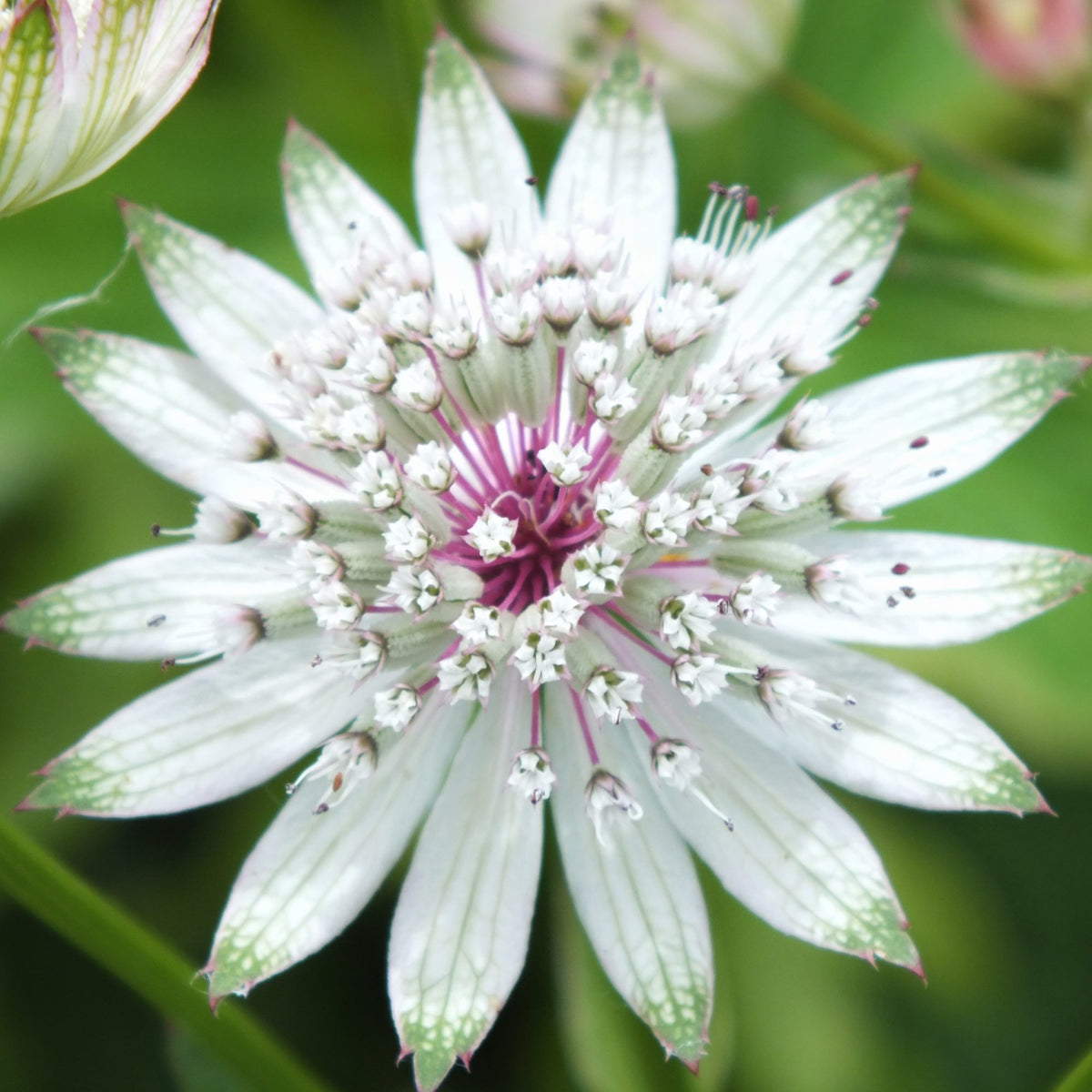 Astrantia major (Masterwort) 'Star of Billion'