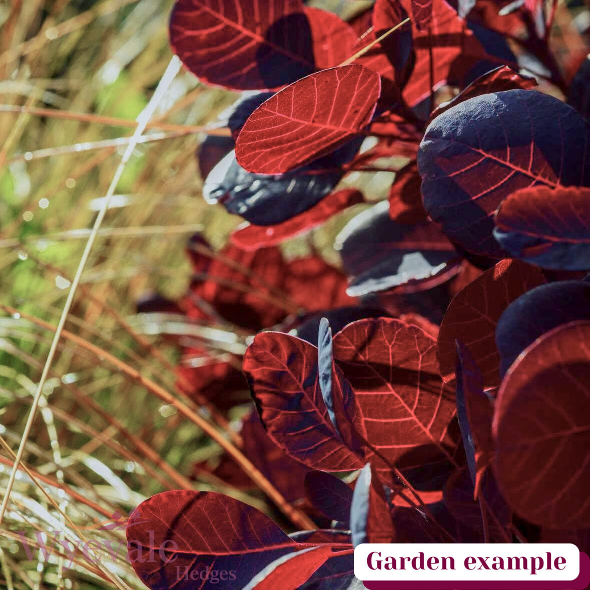 Cotinus coggygria (Smokebush) 'Lilla'