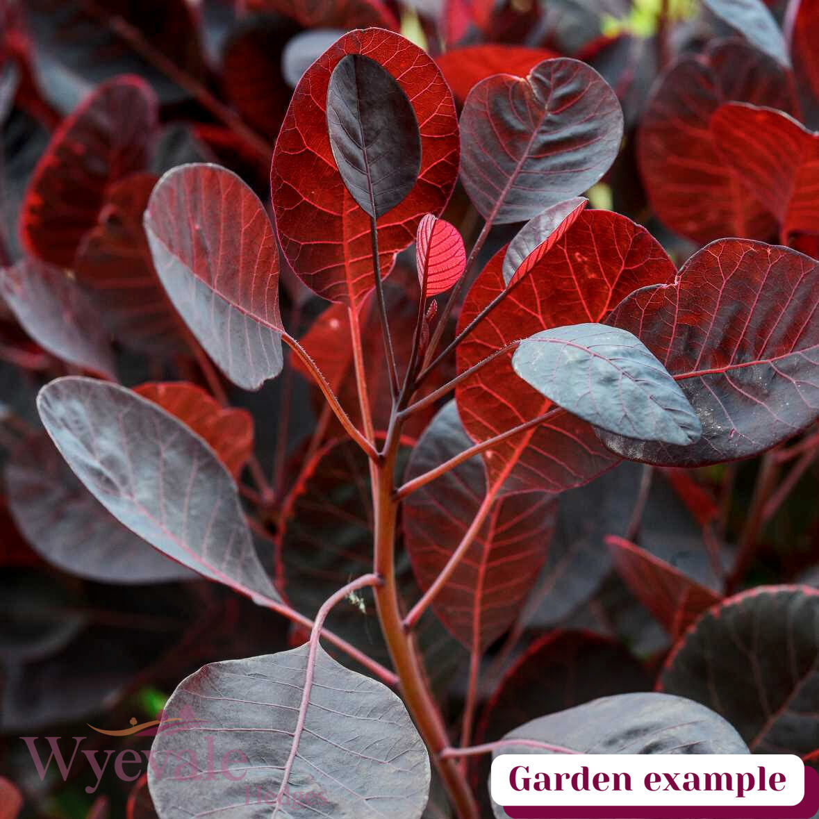 Cotinus coggygria (Smokebush) 'Lilla'