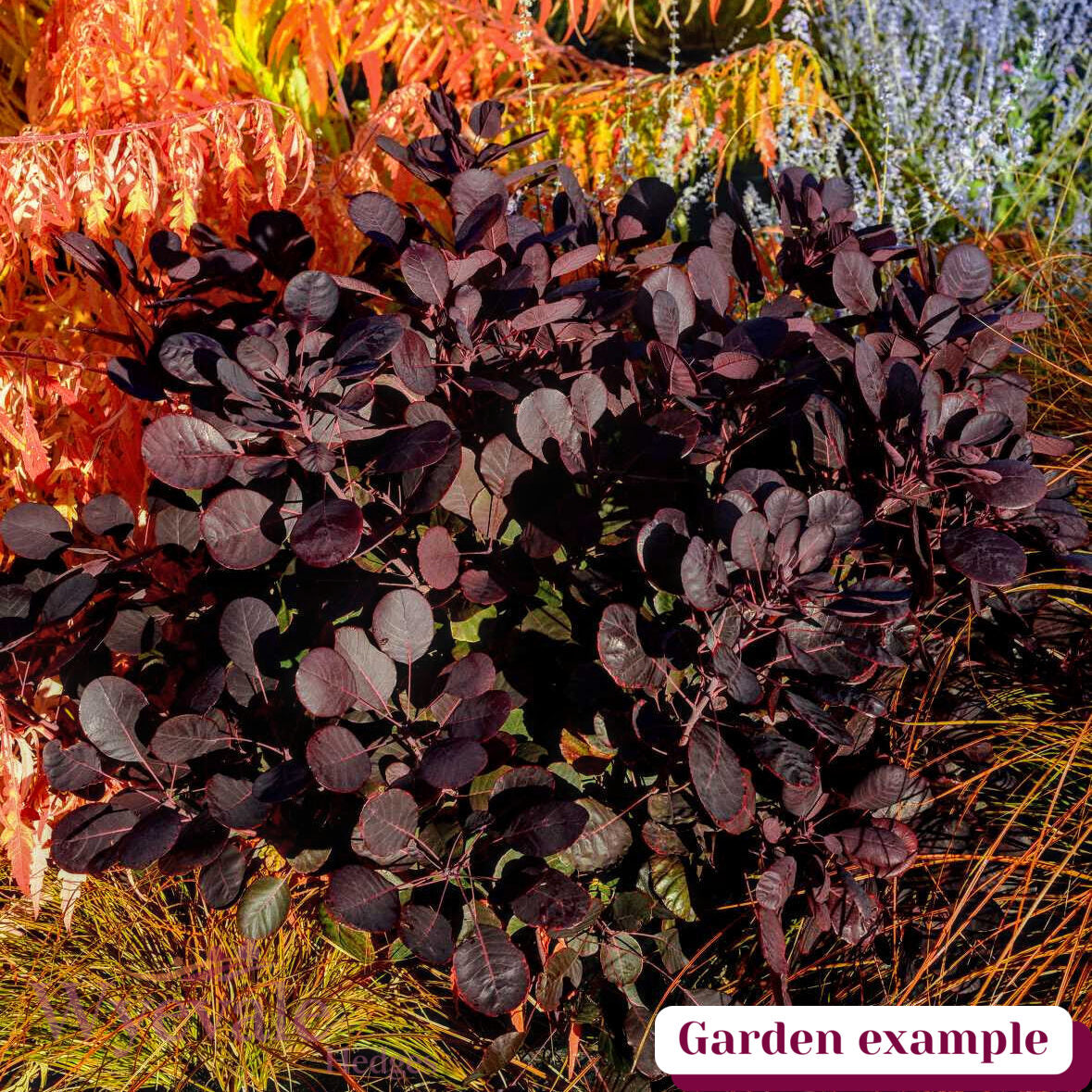 Cotinus coggygria (Smokebush) 'Lilla'