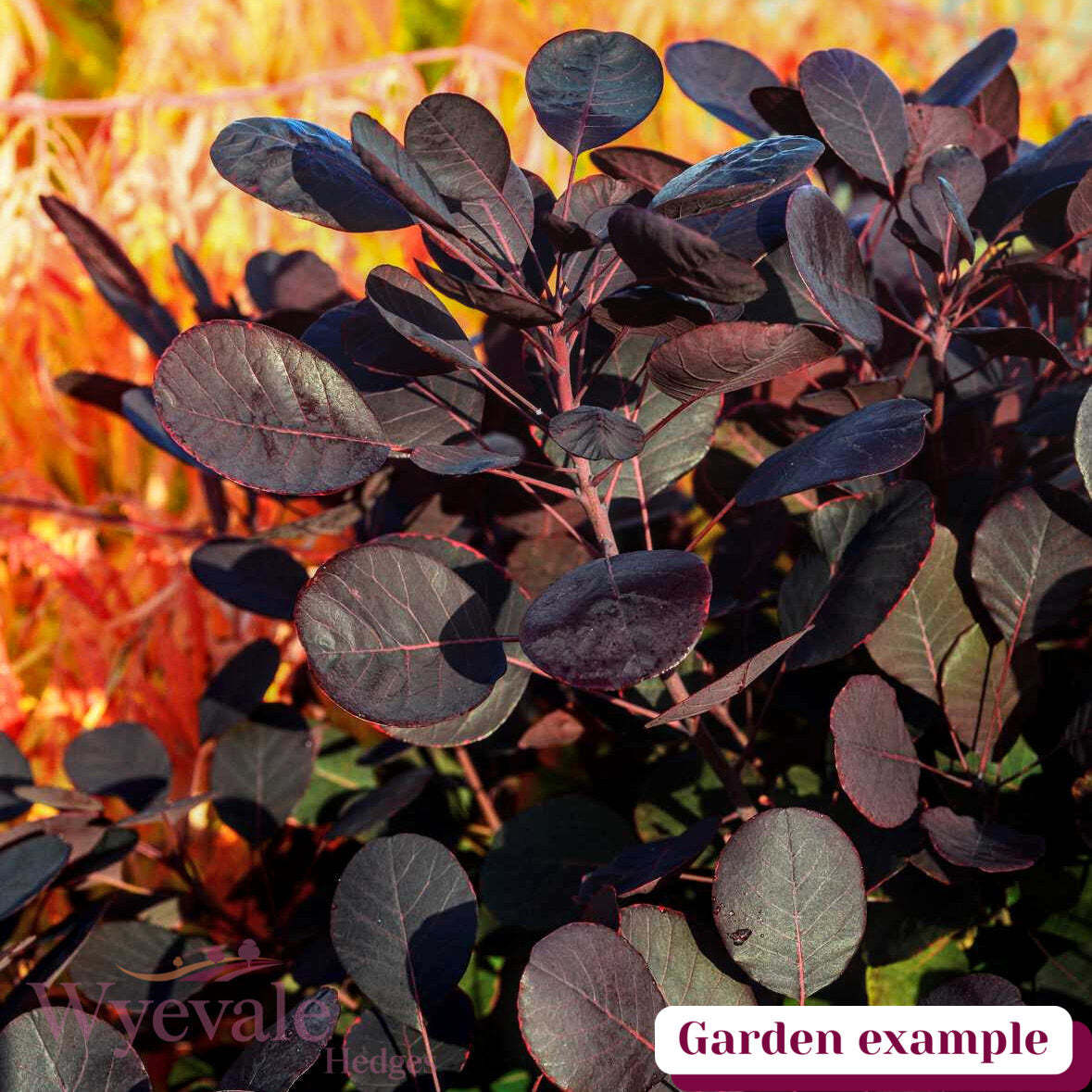 Cotinus coggygria (Smokebush) 'Lilla'