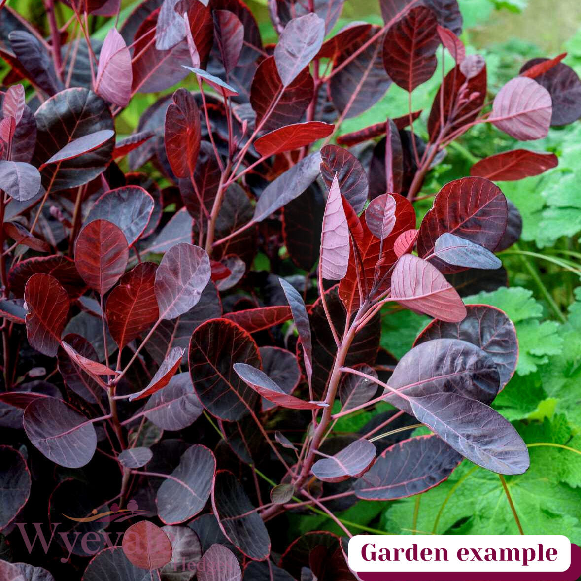 Cotinus coggygria (Smokebush) 'Lilla'