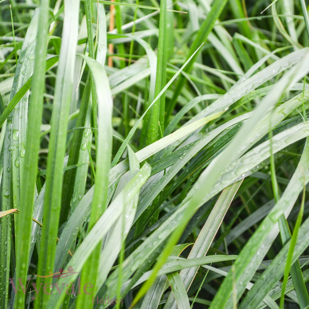 Calamagrostis x acutiflora (Feather Reed Grass) 'Karl Foerster'