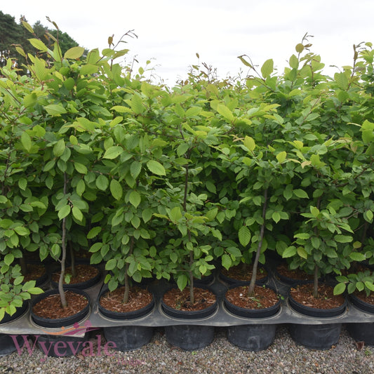 Carpinus betulus (Common Hornbeam) 7.5L Container (Pack of 18)