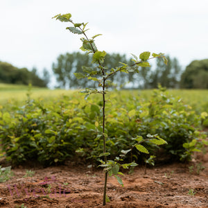 BR 1+0 20-30cm