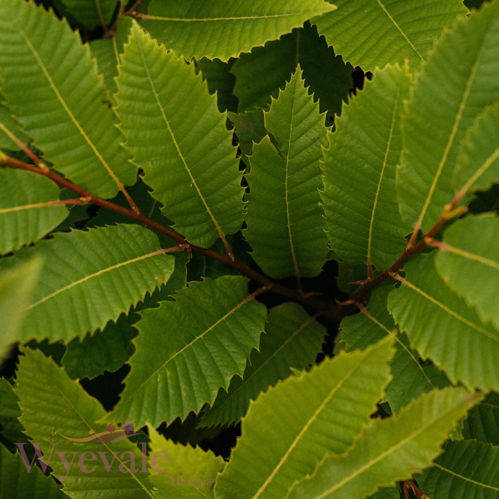 Bareroot Castanea sativa (Sweet Chestnut)