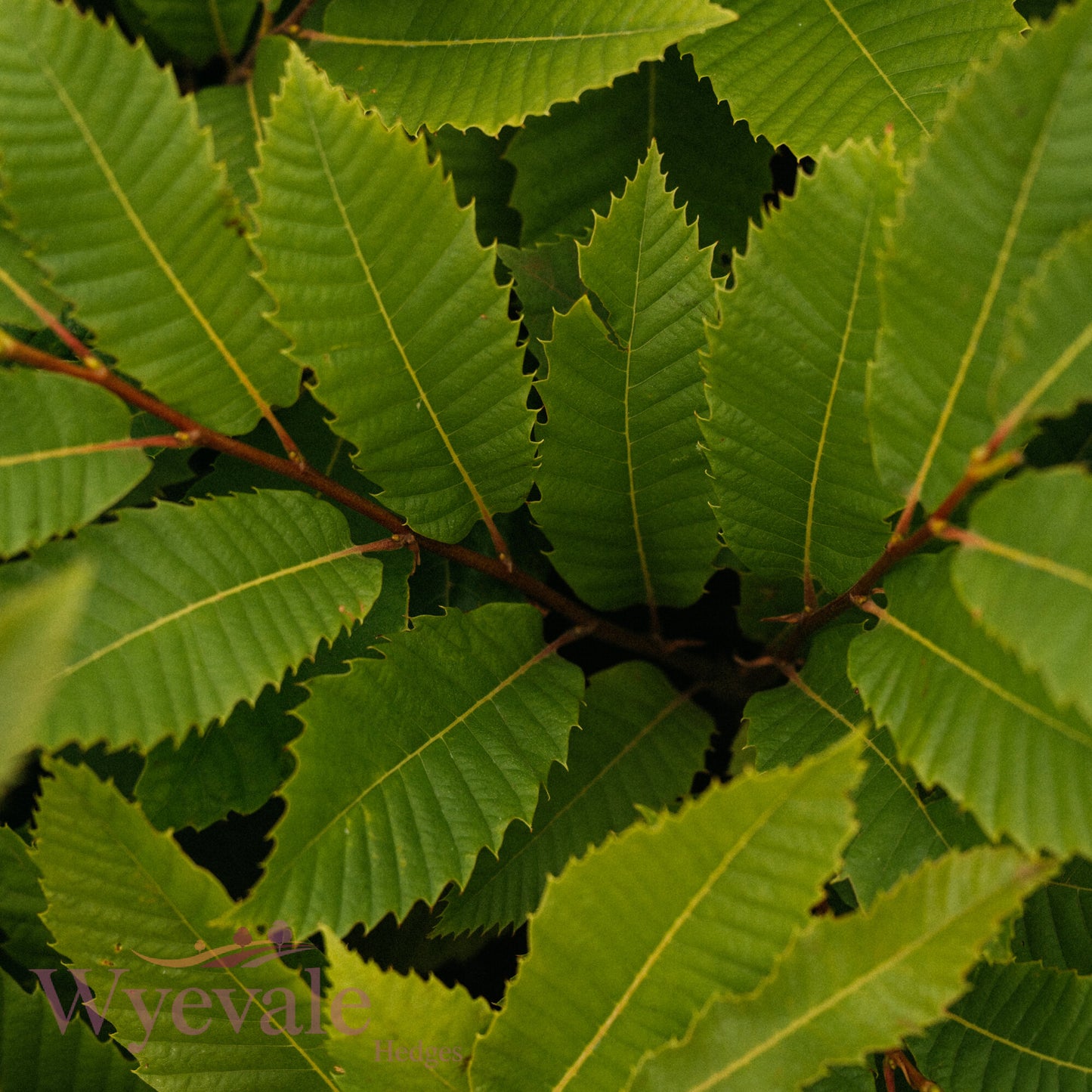 Bareroot Castanea sativa (Sweet Chestnut)