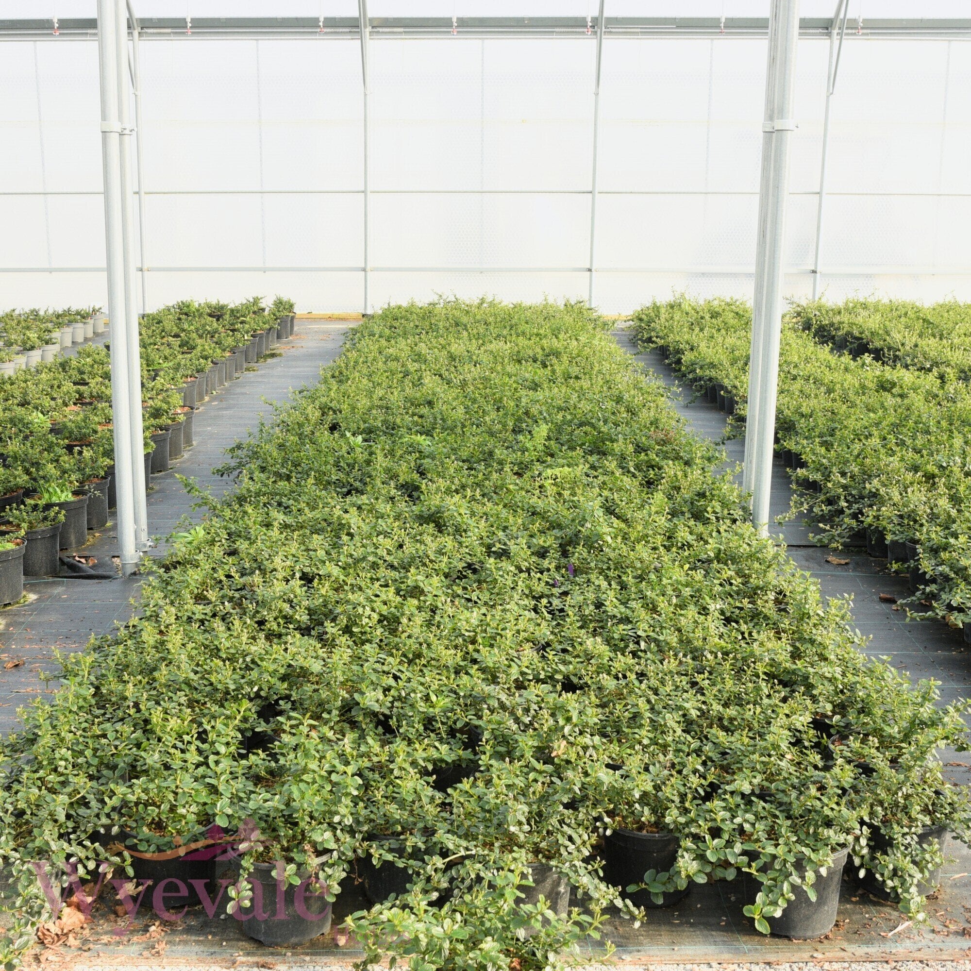 Ceanothus thyrsiflorus repens (Creeping Blue Blossom)