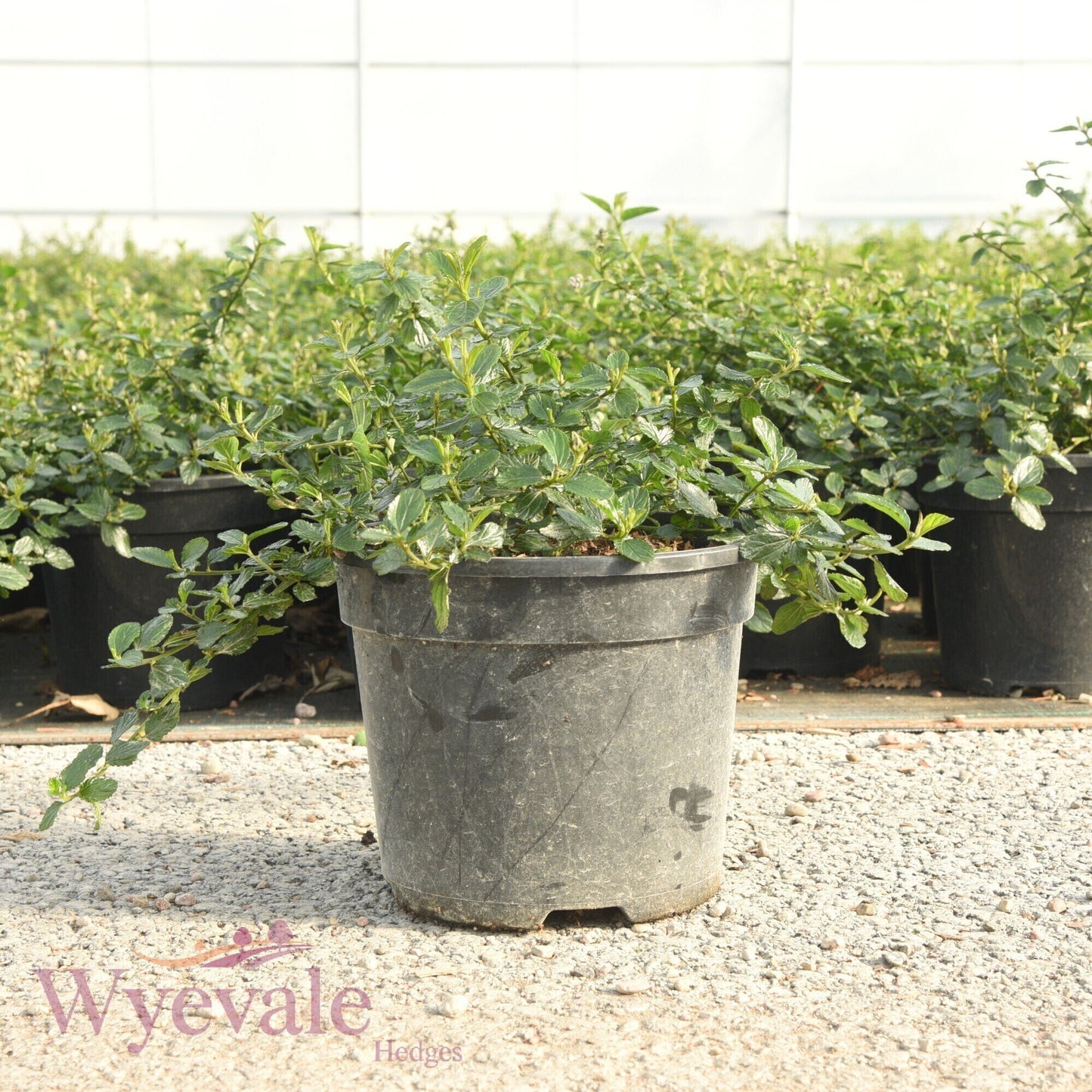Ceanothus thyrsiflorus repens (Creeping Blue Blossom)