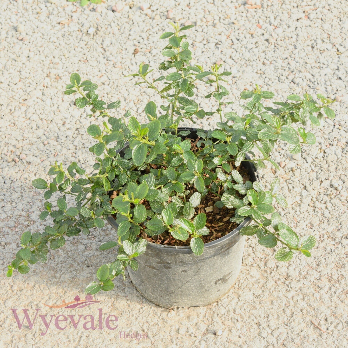 Ceanothus thyrsiflorus repens (Creeping Blue Blossom)