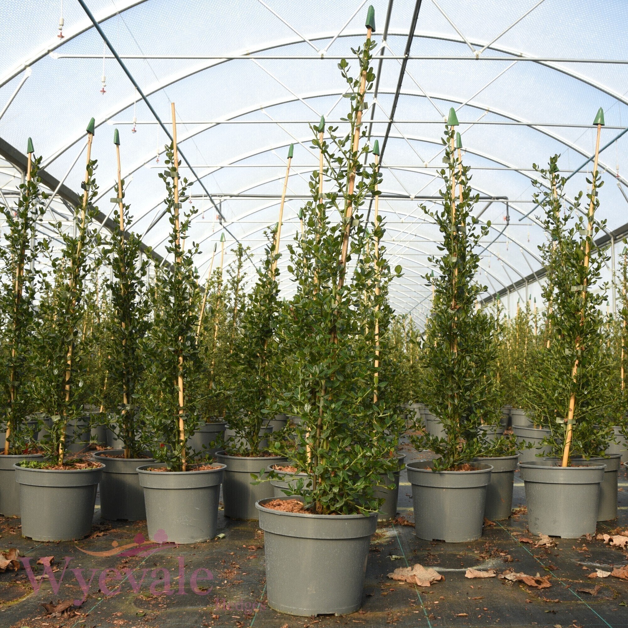 Ceanothus thyrsiflorus (California lilac) 'Skylark'