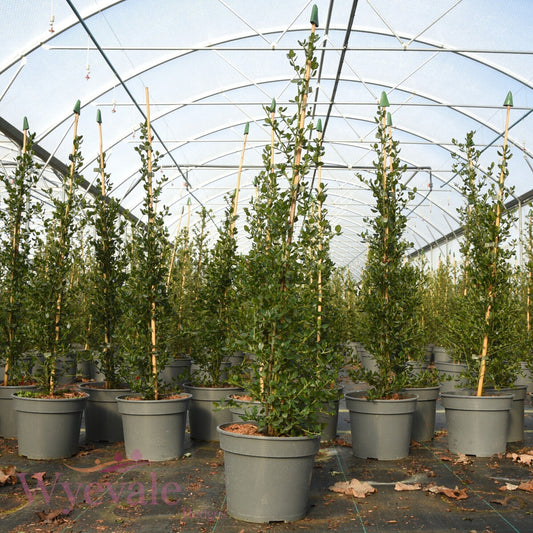 Ceanothus thyrsiflorus (California lilac) 'Skylark'