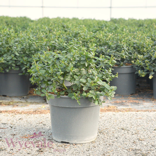 Ceanothus thyrsiflorus repens (Creeping Blue Blossom)
