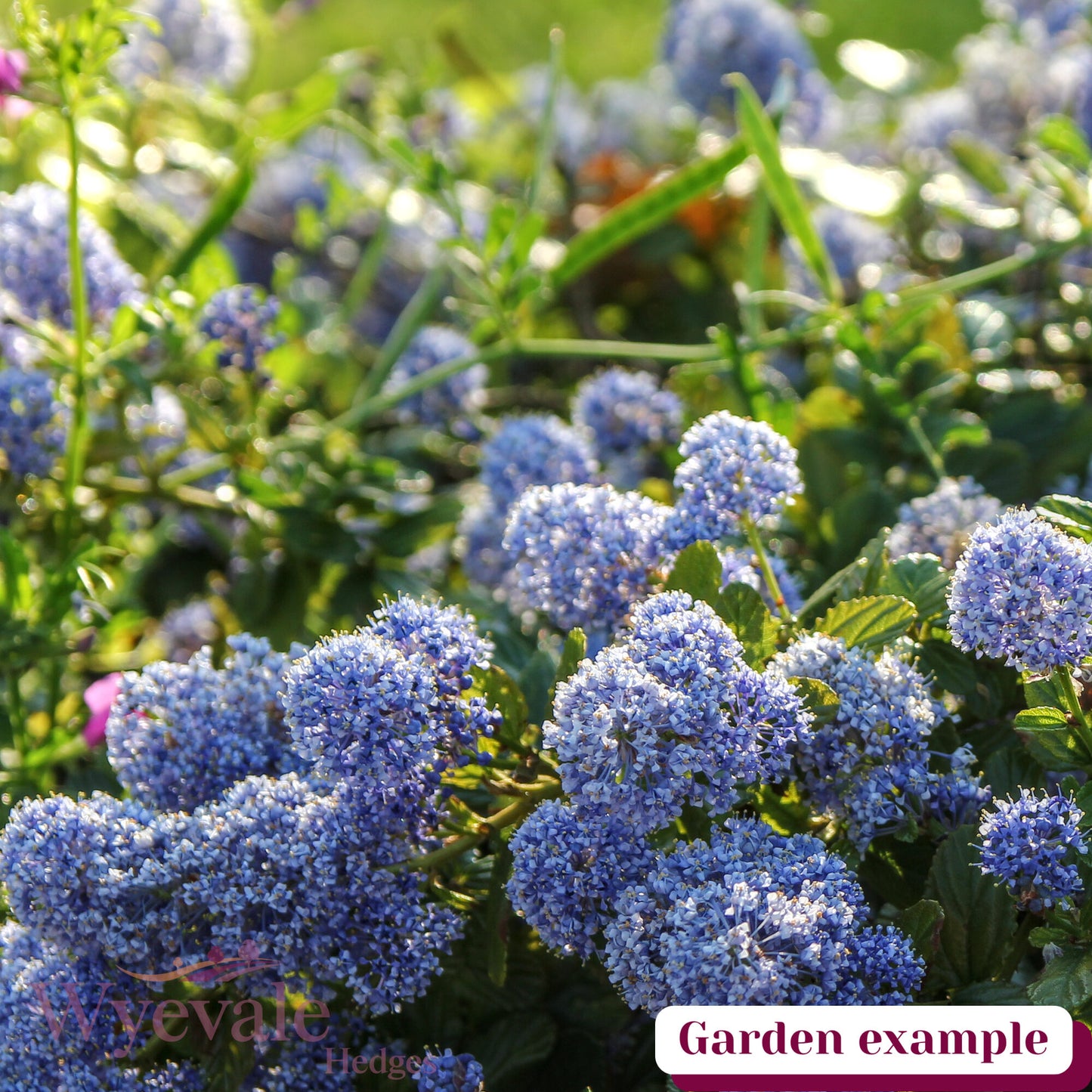 Ceanothus thyrsiflorus repens (Creeping Blue Blossom)