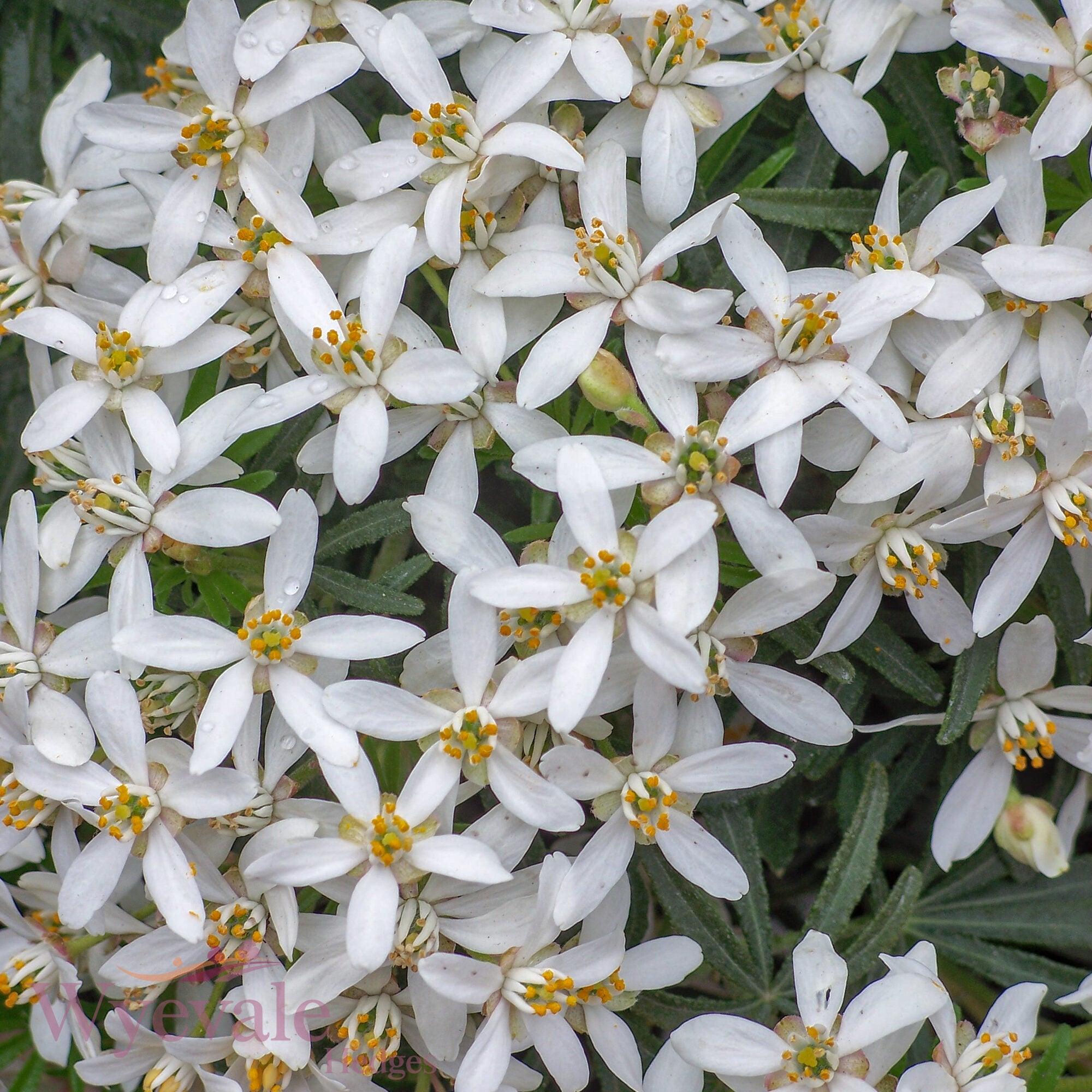 Choisya x dewitteana (Mexican Orange Blossom) 'White Dazzler'