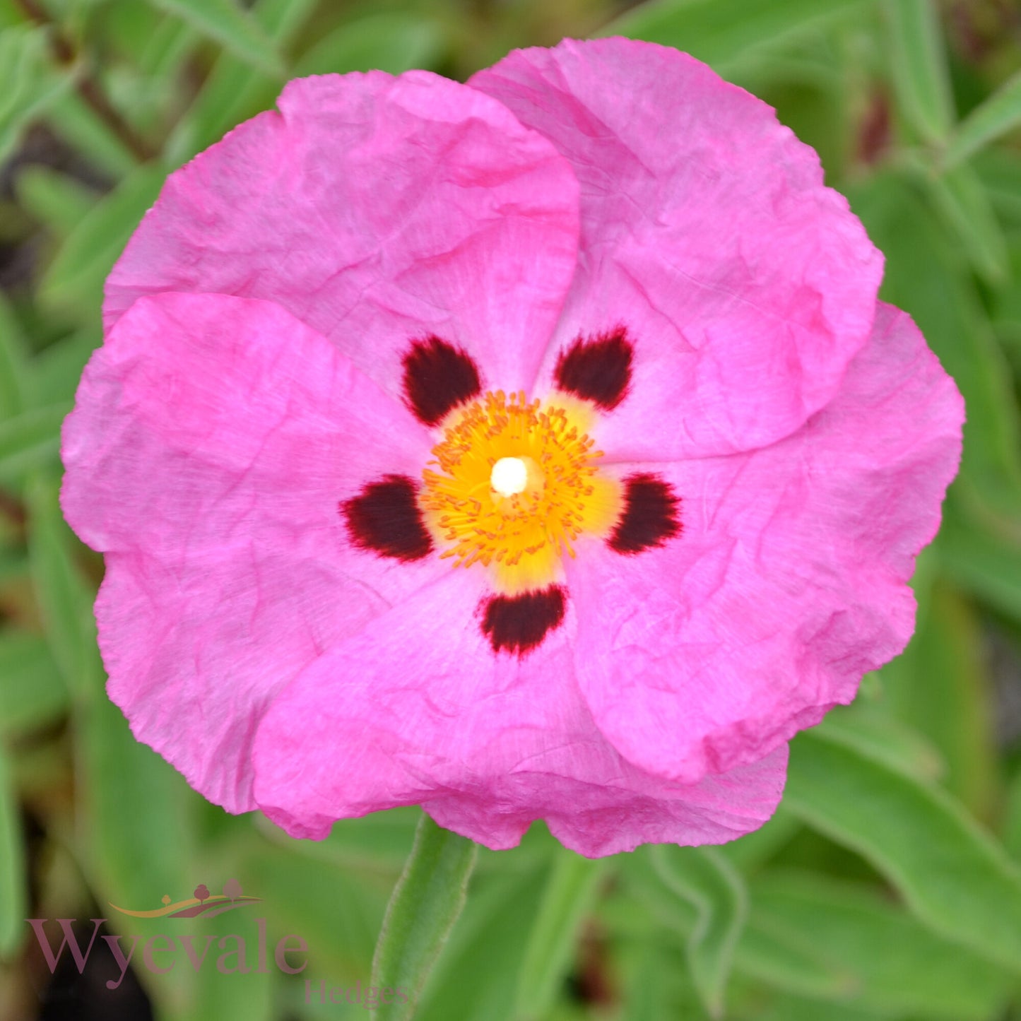 Cistus x purpureus (Rock Rose)