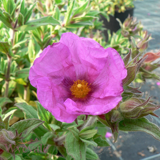 Cistus x pulverulentus (Rock Rose) 'Sunset'