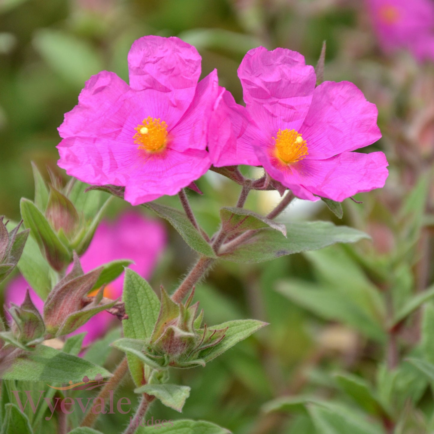 Cistus x pulverulentus (Rock Rose) 'Sunset'