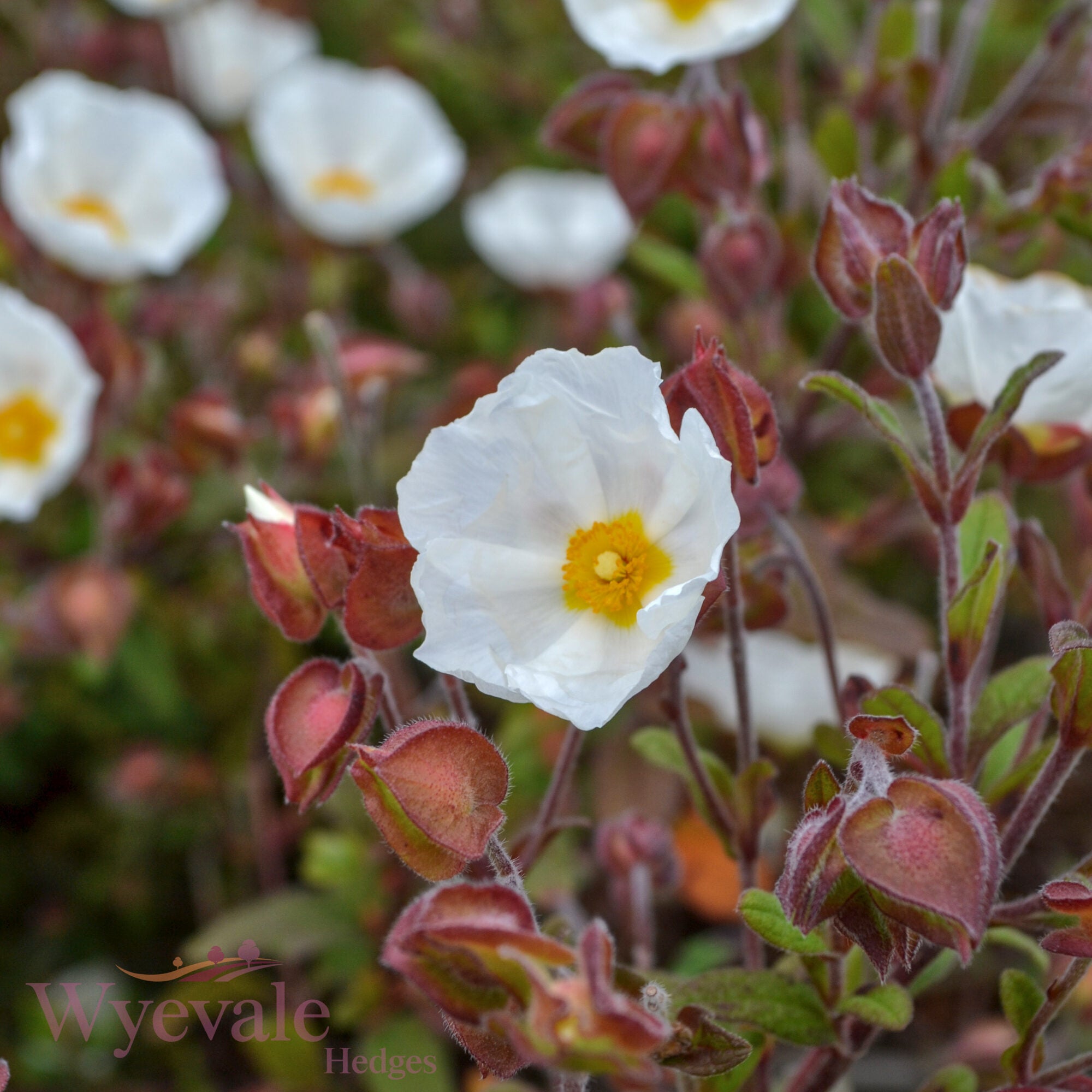 Cistus obtusifolius (Rock Rose) 'Thrive'