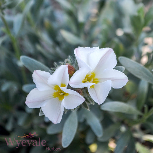 Convolvulus cneorum (Silver Bush)