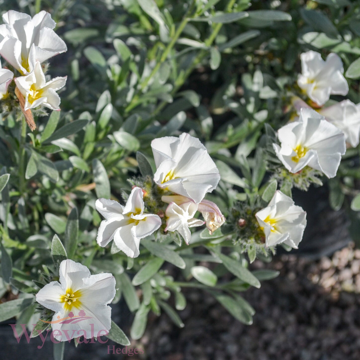 Convolvulus cneorum (Silver Bush)