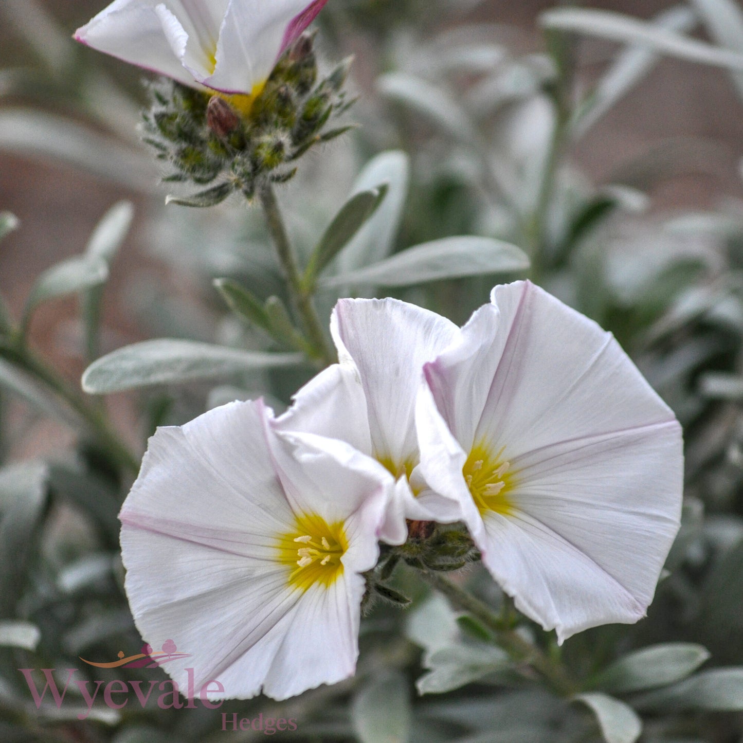 Convolvulus cneorum (Silver Bush)