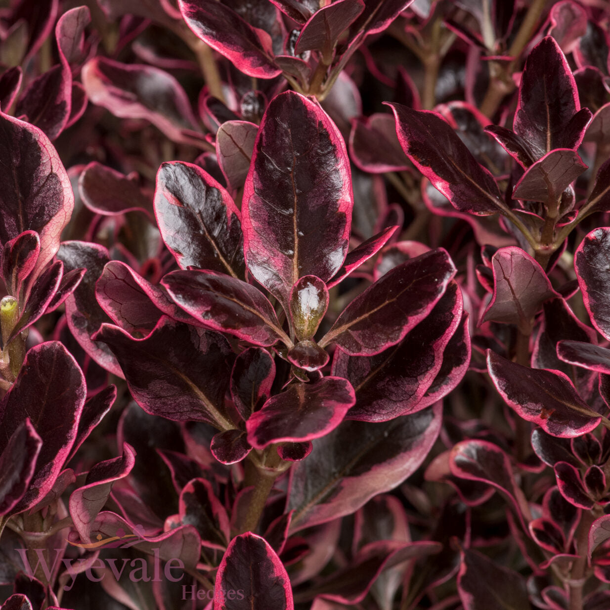 Coprosma 'Eclipse'