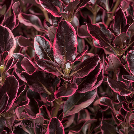 Coprosma 'Eclipse'