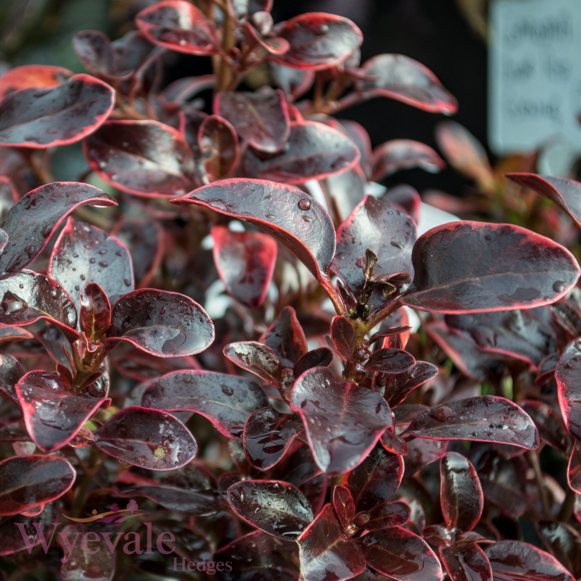Coprosma (Mirror Plant) 'Inferno'